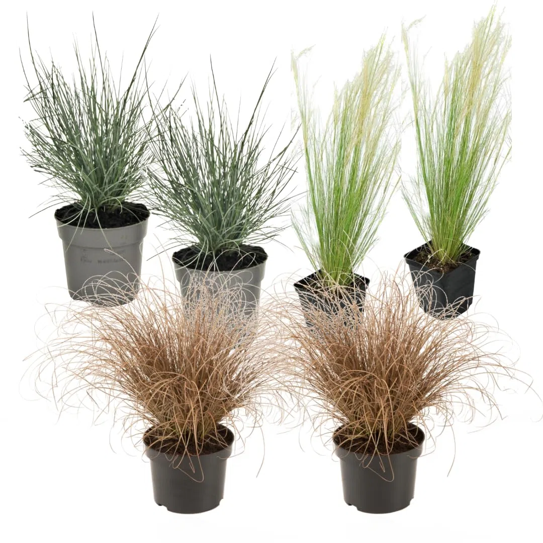 Plant in a Box - Paquete de 6 gramíneas ornamentales - Stipa, Festuca y Carex - Maceta 10,5 cm - Altura 15-25 cm