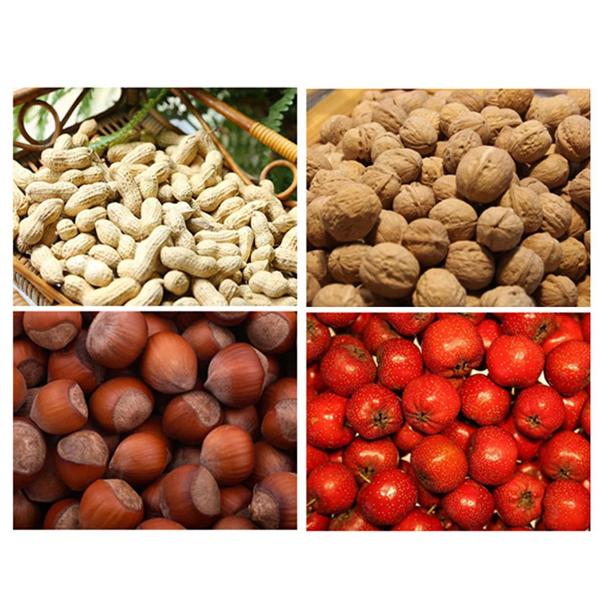 Recolector de nueces de Acero Inoxidable de 150 x 24 x 20 cm, recogedor de nueces y Rodillo Superior con telescópico de 5 Secciones, Herramienta Manual para jardinería, Nogal, Pera