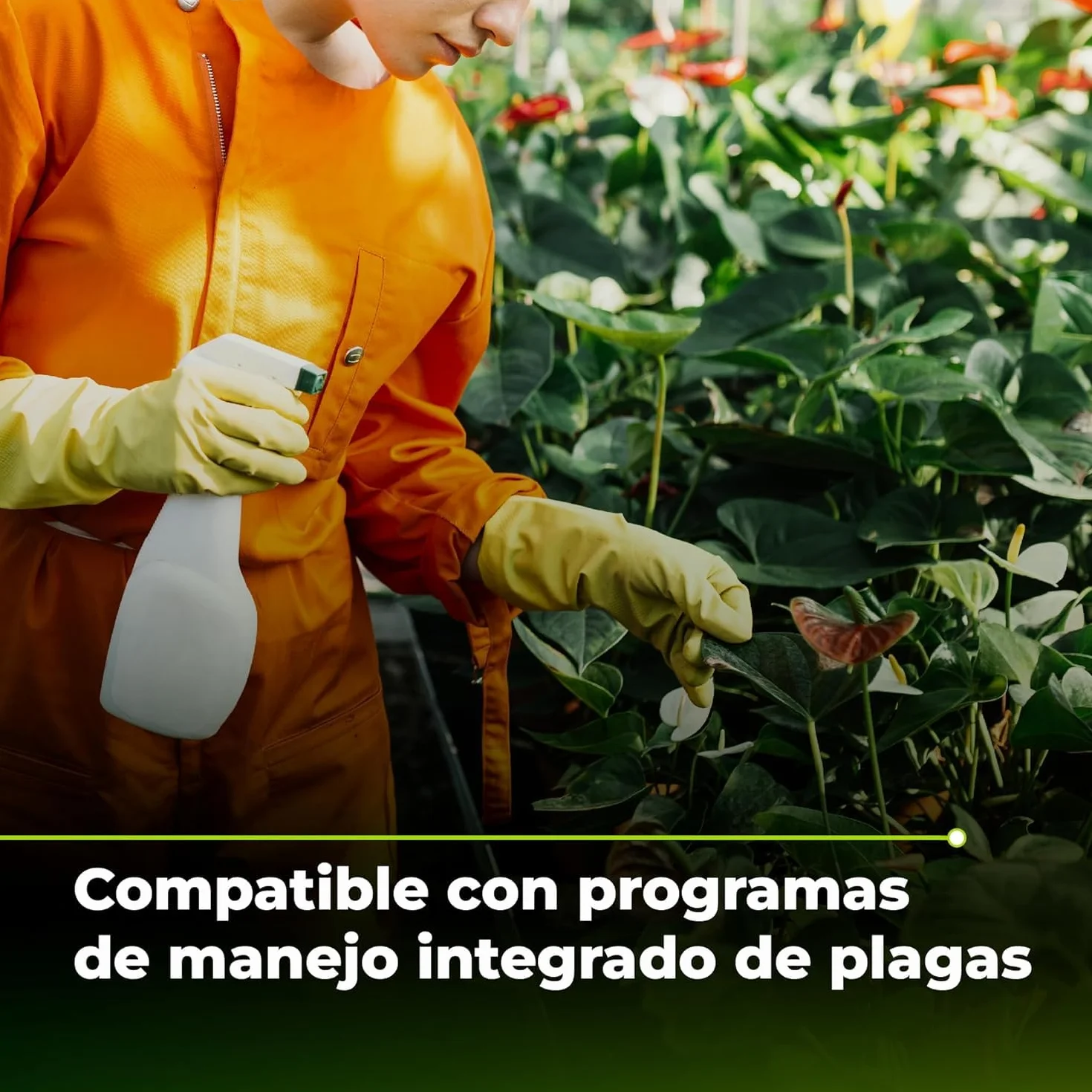TRABE Pack 5 Bacillus Thuringiensis 40g | Protección contra Orugas Ecológico | Protege Todo Tipo de Cultivos y Plantas de Plagas | Respeta Animales, Medio Ambiente y Personas