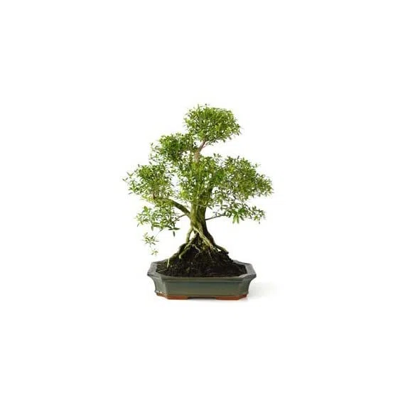 Serissa Phoetida en Bonsái Árbol que Puede Estar en el Interior o en el Exterior del Hogar