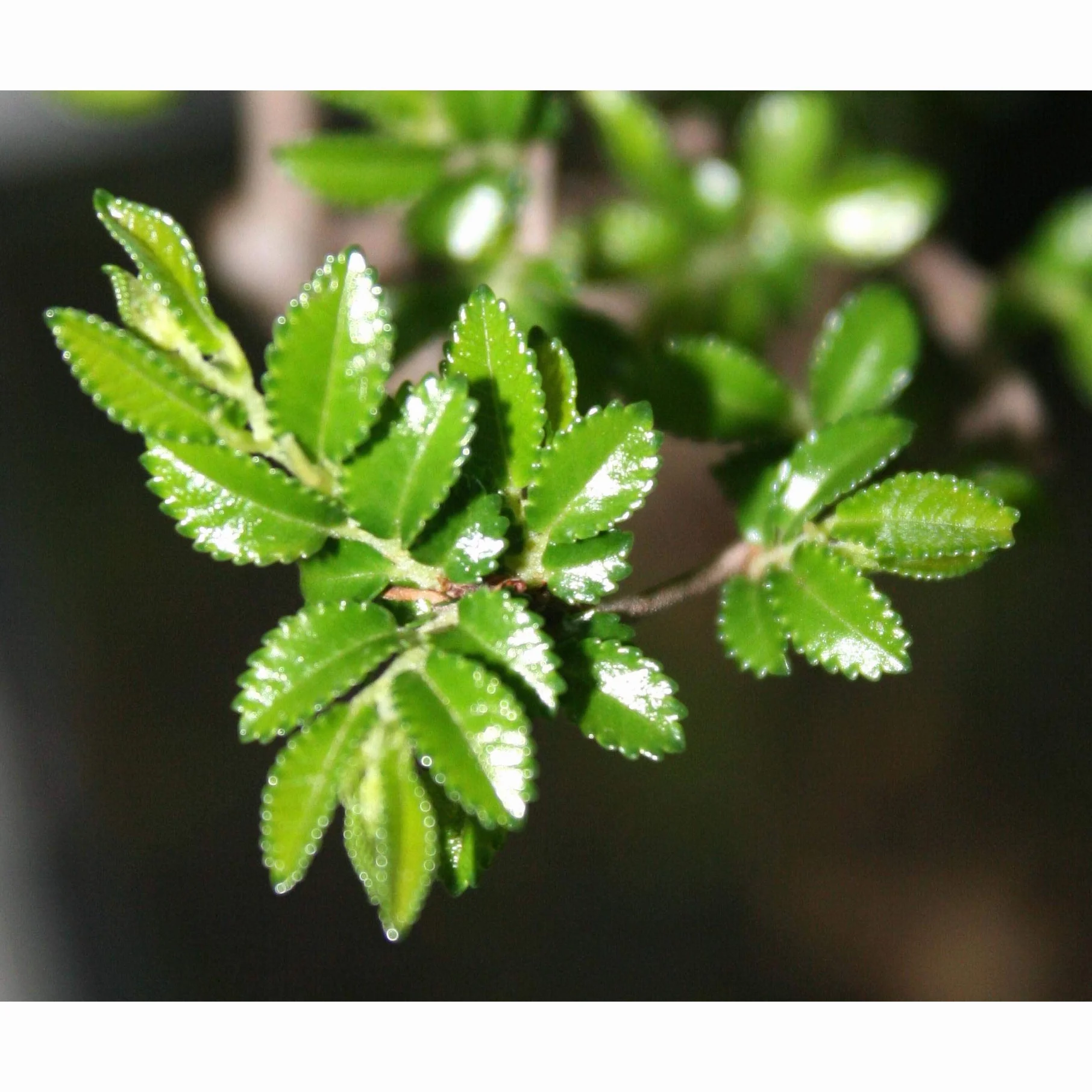 Zelkova parvifolia 8 años OLMO CHINO