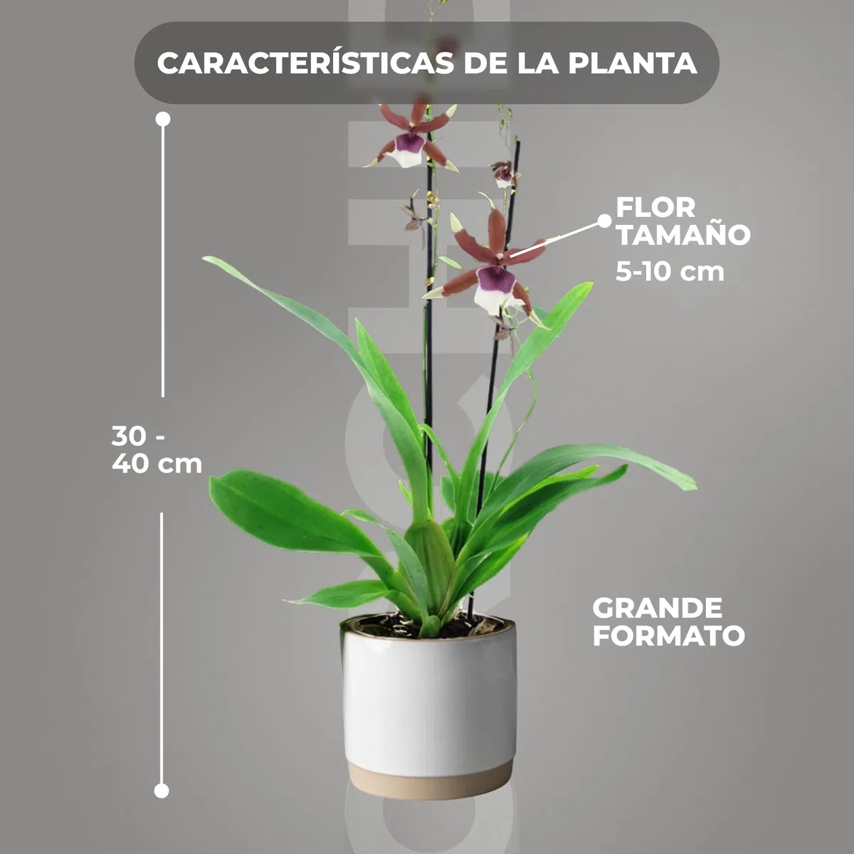 Orquídeas Beallara Eurostar auténticas, 2 plantas de interior grandes de Holanda, de 30 a 40 cm de altura con flores y fragantes