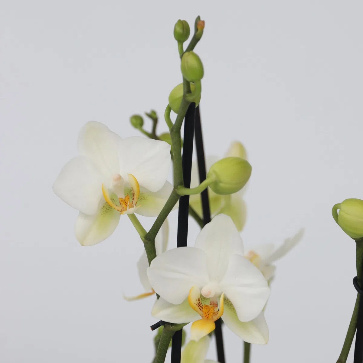 Plant in a Box - Phalaenopsis Multiflora - Orquídea Blanco - Planta de interior en flor - Apta para gatos - Maceta 12cm - Altura 35-45cm