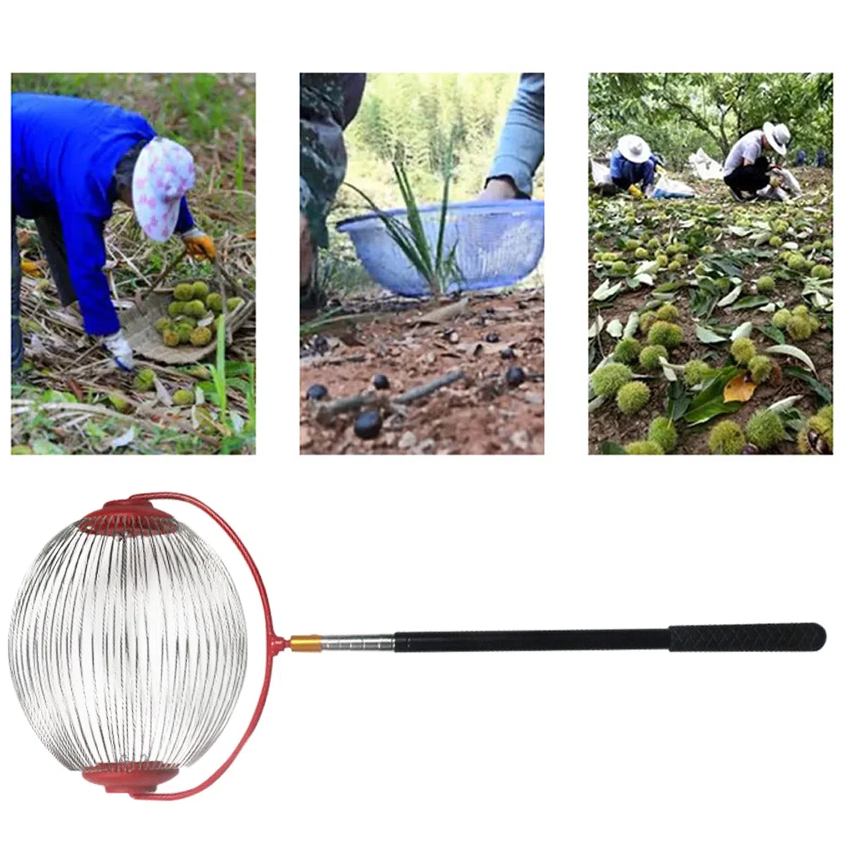 Recolector de nueces de Acero Inoxidable de 150 x 24 x 20 cm, recogedor de nueces y Rodillo Superior con telescópico de 5 Secciones, Herramienta Manual para jardinería, Nogal, Pera