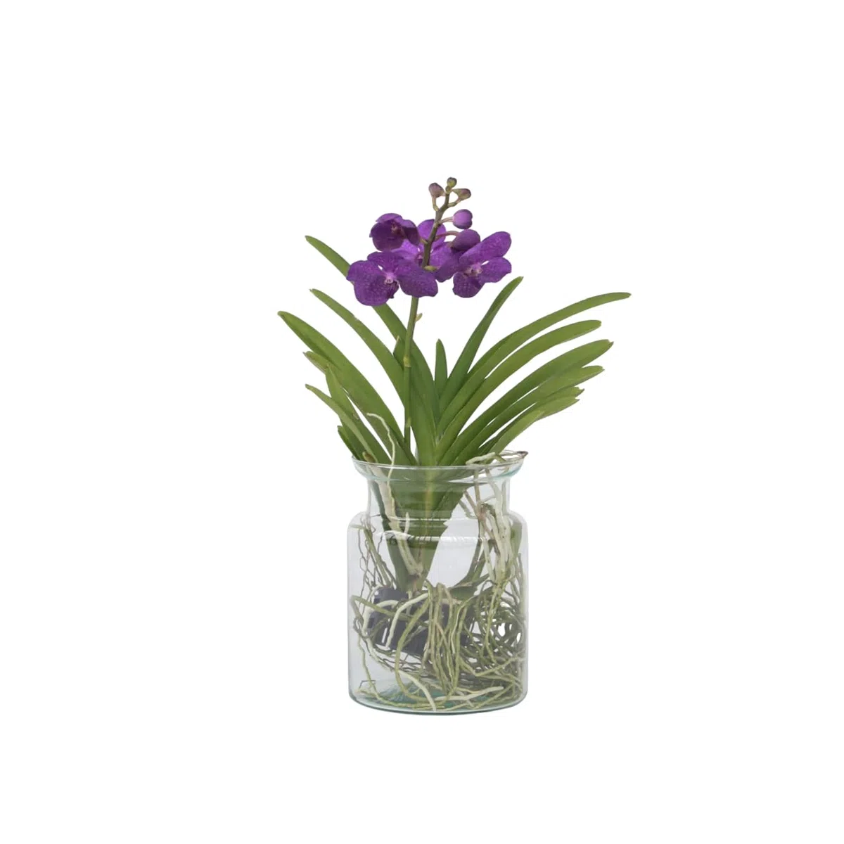 Plant in a Box - Vanda 'Bose' en jarrón - Orquídea - Azul - Altura 45 cm