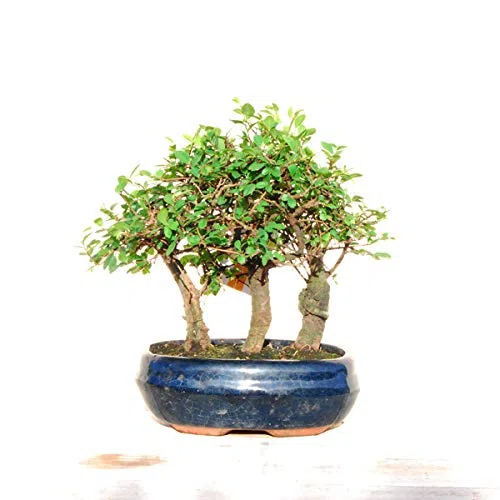 Bonsái Zelkova Parvifolia 9 Años Estilo Bosque Bonsái Olmo Chino