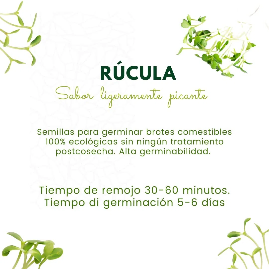 Semillas Bio para germinar brotes y micro green Bueno Bonito Biológico - 80G RÚCULA - Semillas para brotes y germinados BIO - Cultiva germinados frescos para comer