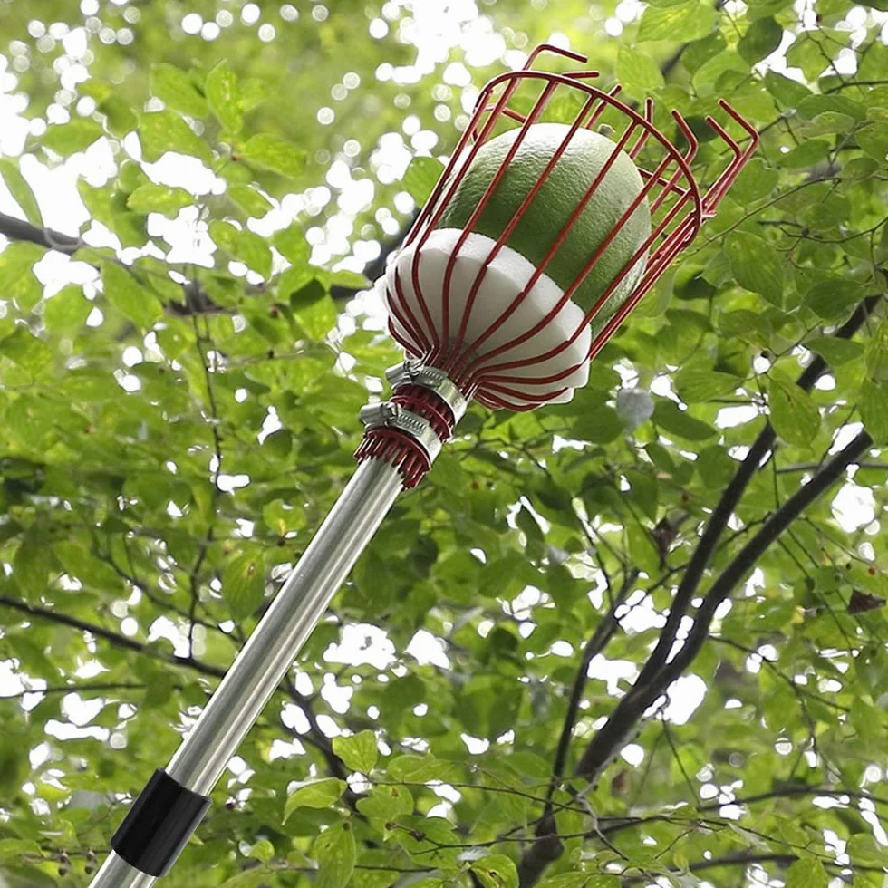 Recogedor de Frutas Telescopico 4.3M, Recoge Frutas Telescopico Acero Inoxidable, Recogedor Fruta Jardin, Recoge Frutas de Manzanas, Herramientas Recolectar de Higos Limón Cerezas Árbole Ø 145mm