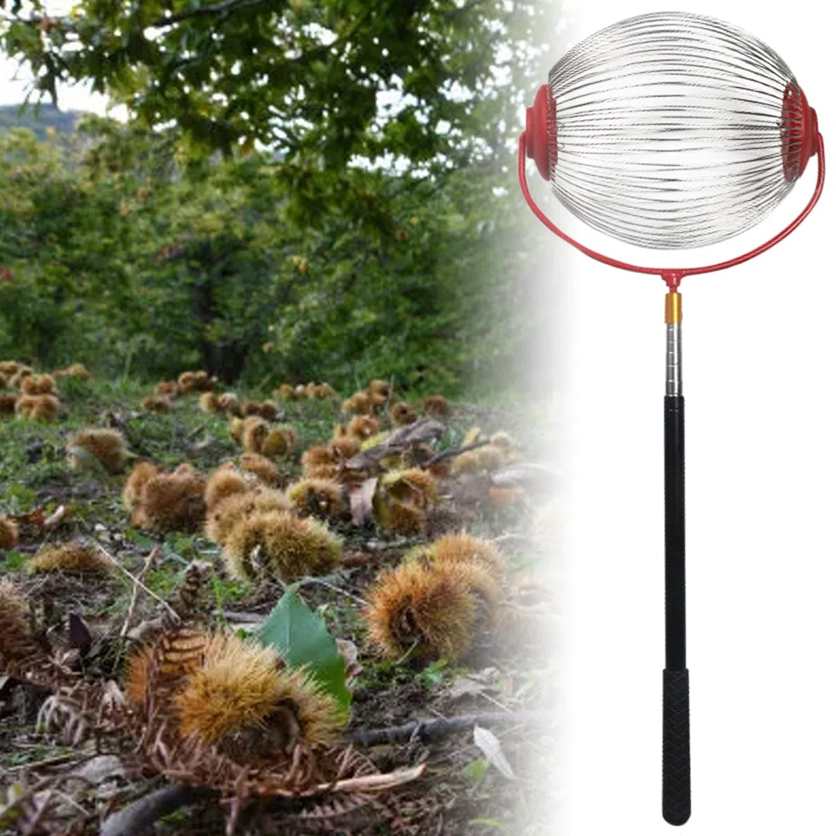 Recolector de nueces de Acero Inoxidable de 150 x 24 x 20 cm, recogedor de nueces y Rodillo Superior con telescópico de 5 Secciones, Herramienta Manual para jardinería, Nogal, Pera