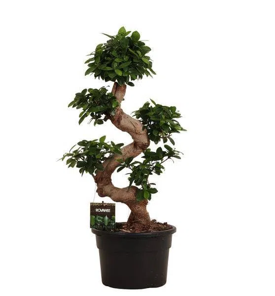 Higo chino – Ficus Microcarpa ginseng – Bonsai de habitación aprox. 80 – 110 cm de alto – Diámetro 23 cm – Árbol bonsái para salón, oficina y jardín de invierno