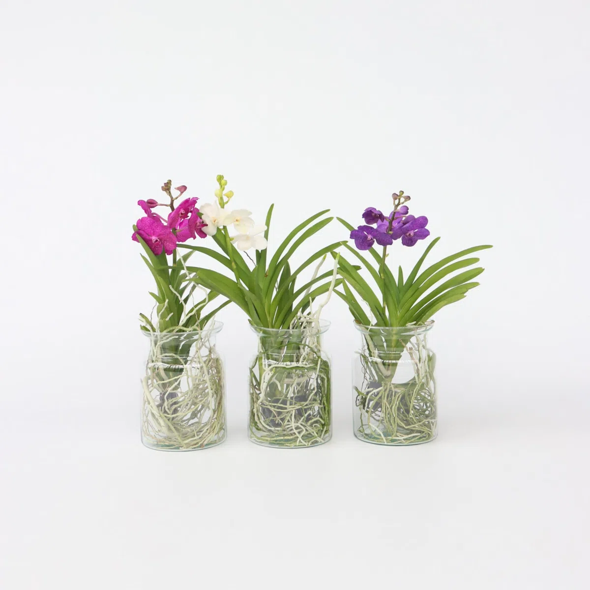Plant in a Box - Vanda 'Bose' en jarrón - Orquídea - Azul - Altura 45 cm