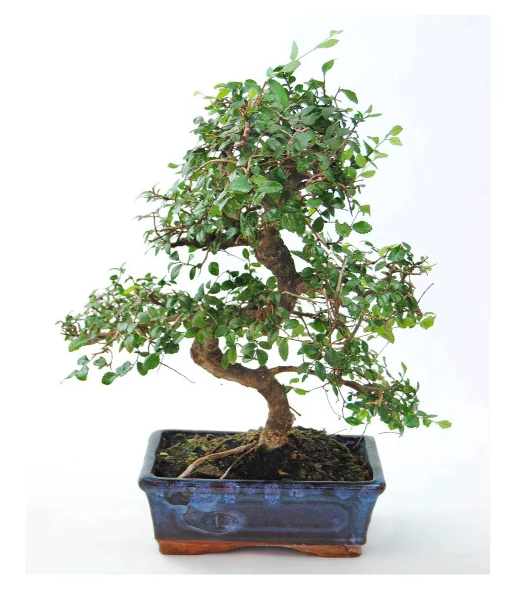 Bonsai Zelkova Natural 8 años - Olmo Chino - Selecciona día de entrega