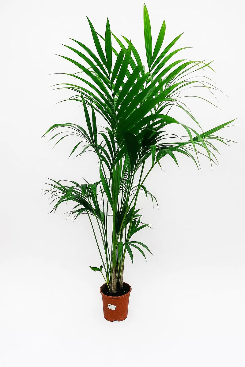 Garden Center Shop | Palmera Natural | Kentia Forsteriana 160-170 cm | Planta de Interior Elegante | Bajo Mantenimiento y sostenible | Maceta 21cm