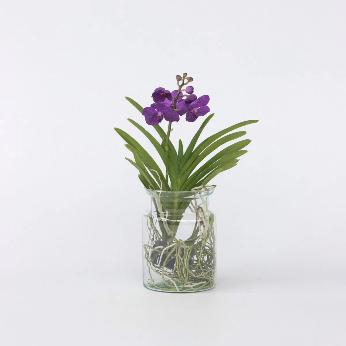 Plant in a Box - Vanda 'Bose' en jarrón - Orquídea - Azul - Altura 45 cm