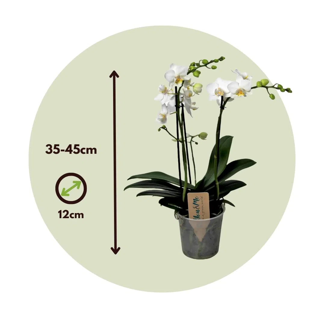 Plant in a Box - Phalaenopsis Multiflora - Orquídea Blanco - Planta de interior en flor - Apta para gatos - Maceta 12cm - Altura 35-45cm