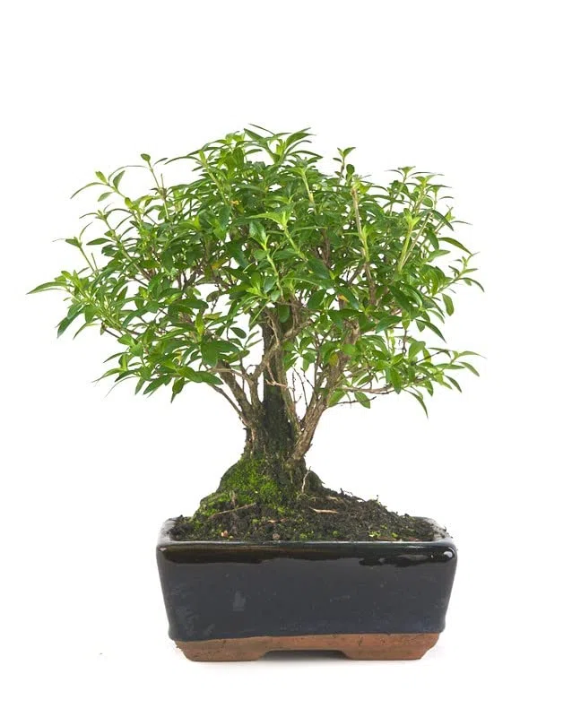Bonsái de Serissa Phoetida Natural Conocido como el Árbol de las Mil Estrellas