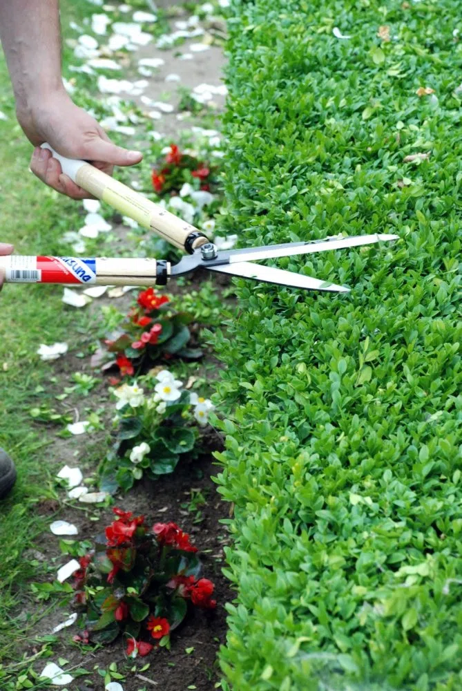 Okatsune Precision Hedge Shears, 7 5/8" blade, 22" overall length (japan import)