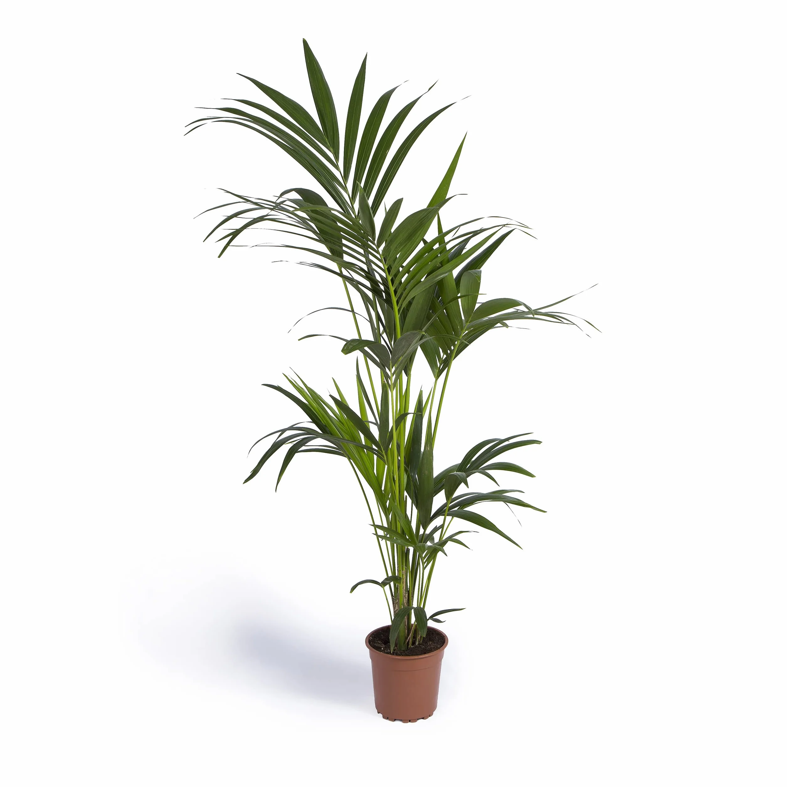 Cool Green - Plantas naturales interior - Kentia Grande | Decoracion