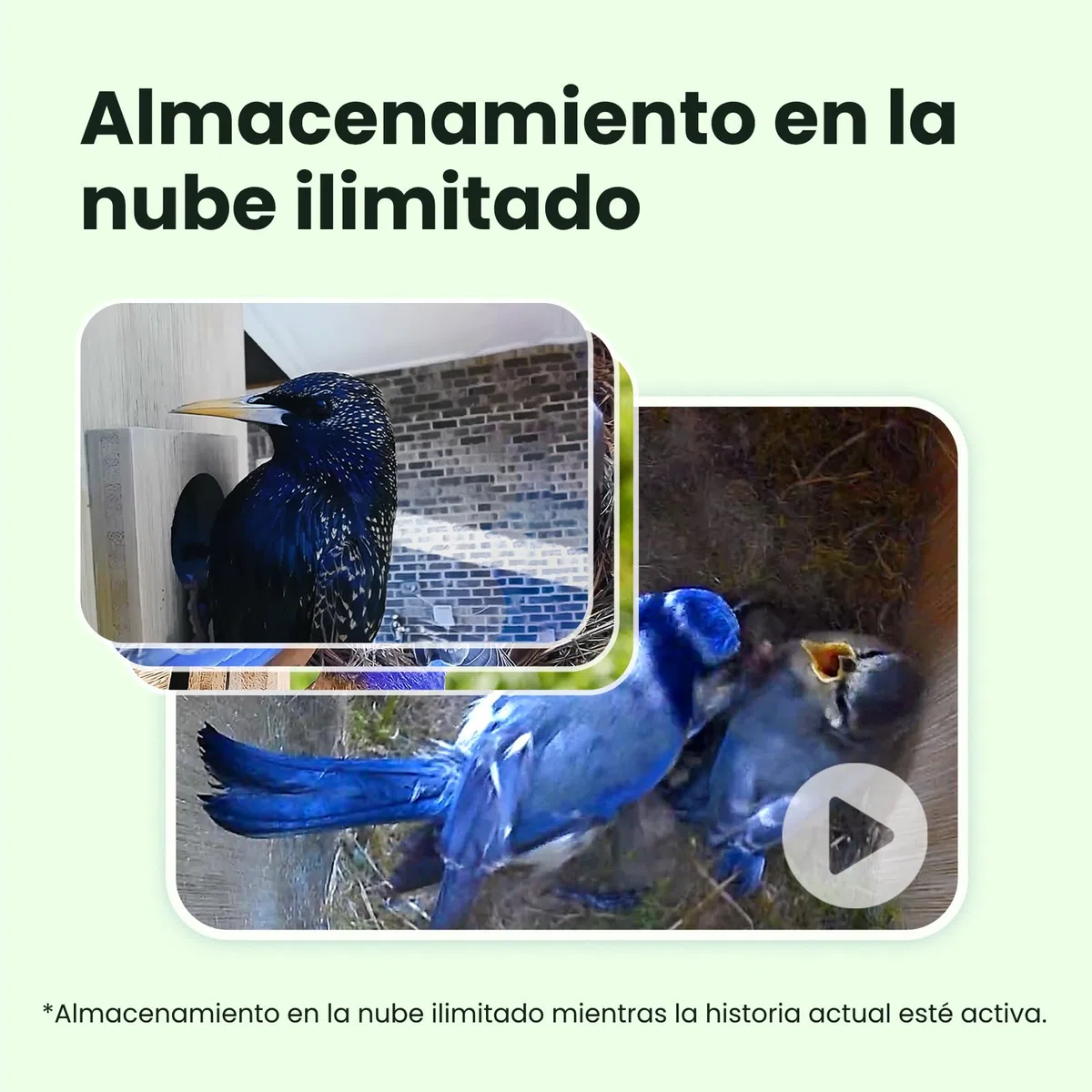 Birdfy Smart Casa para Pájaros con Doble Cámara 1080P, Nido de Bambú con Cámara y Visión Nocturna, Observación en Vivo, IA Análisis de Comportamiento, Notificaciones, Grabaciones Automáticas