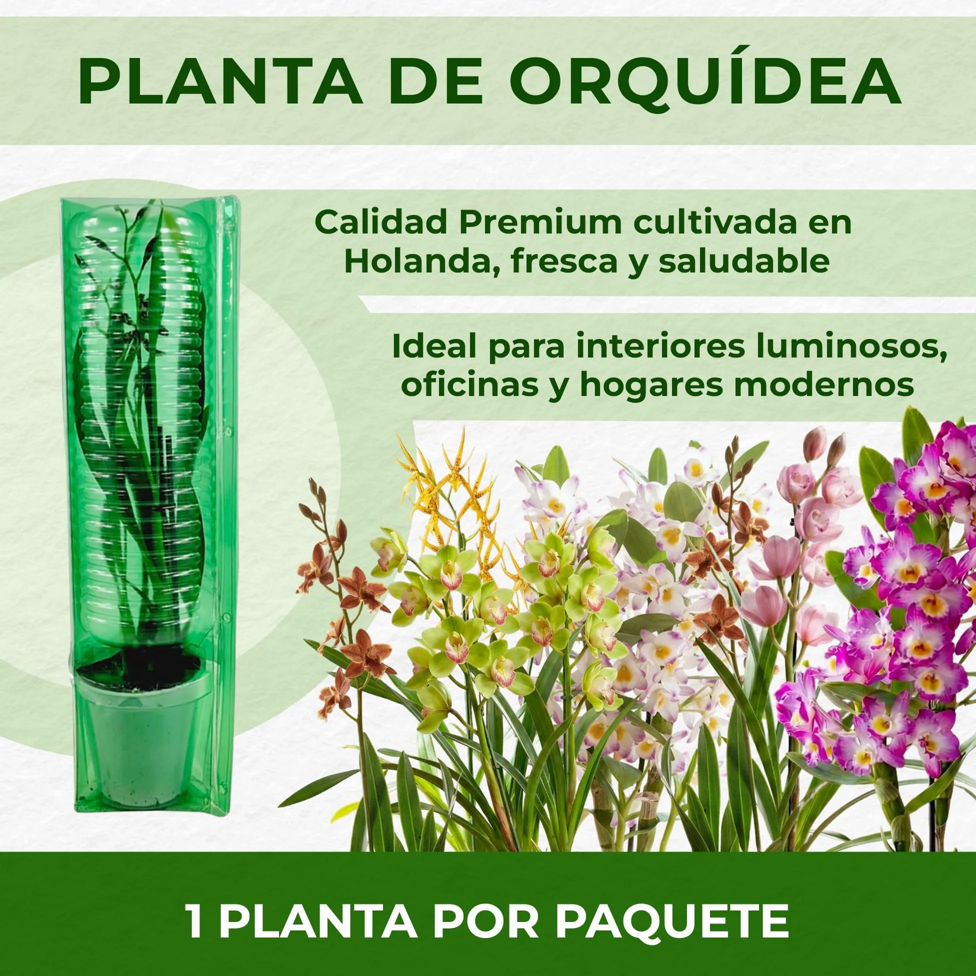 Orquídeas Beallara Eurostar auténticas, 2 plantas de interior grandes de Holanda, de 30 a 40 cm de altura con flores y fragantes