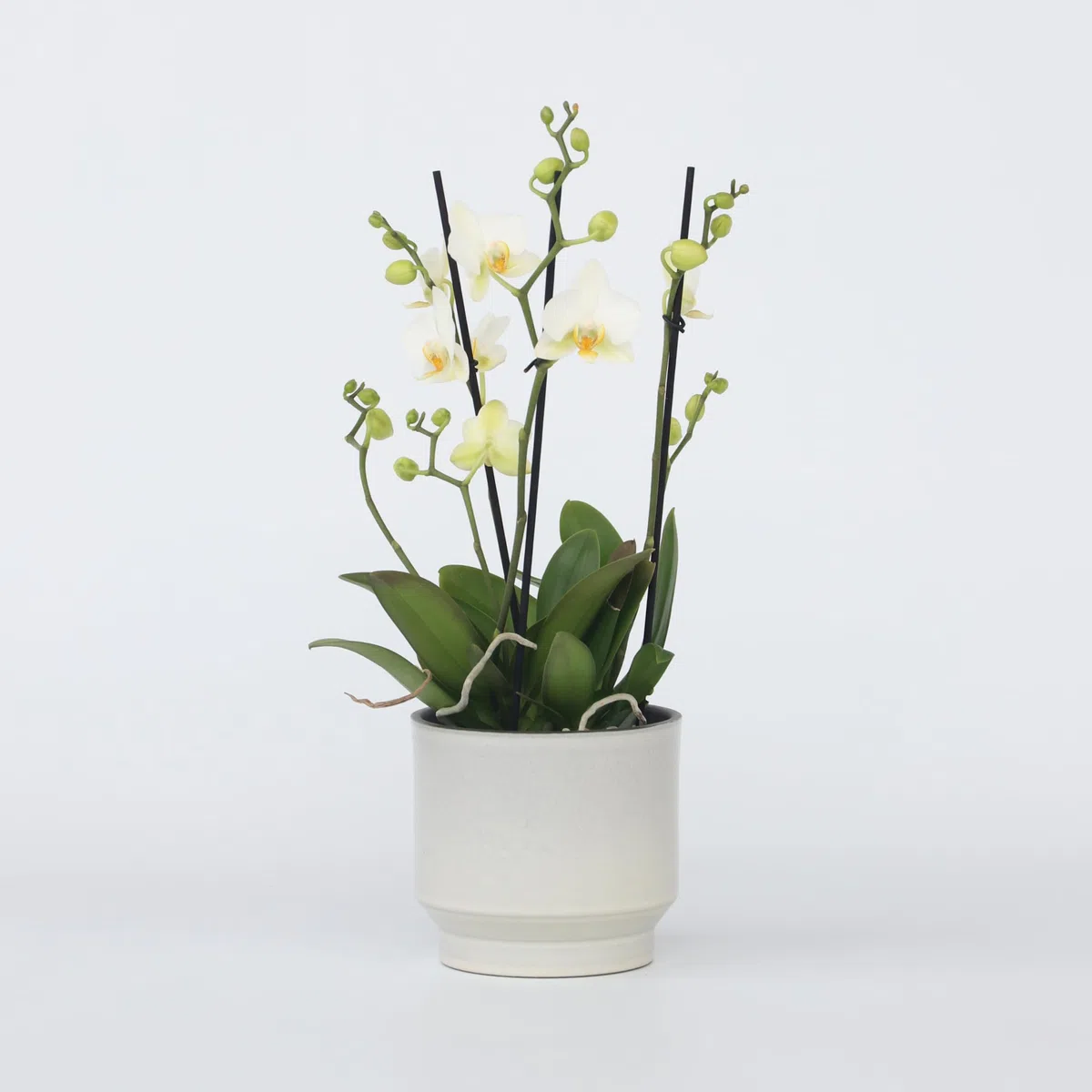 Plant in a Box - Phalaenopsis Multiflora - Orquídea Blanco - Planta de interior en flor - Apta para gatos - Maceta 12cm - Altura 35-45cm