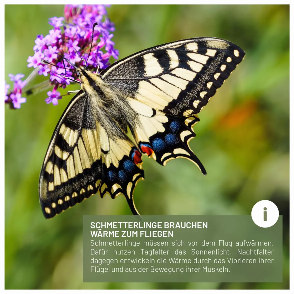 wildtier liebe Casa de mariposas – sin tratar y robusta, hotel de insectos mariposa de madera maciza resistente a la intemperie – Criar mariposas para el jardín
