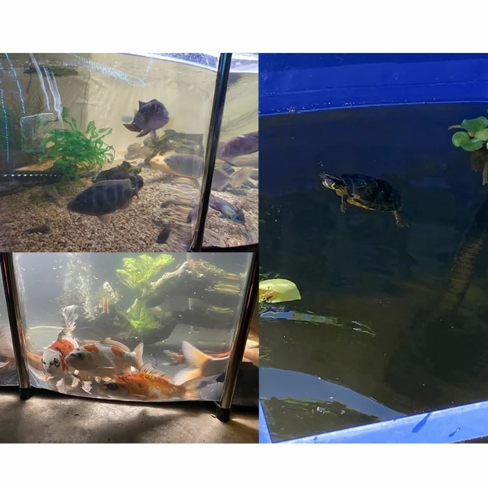 Estanques elevados para acuarios con Ventana Transparente, Revestimiento de Lona de PVC con Estructura de Acero, Tanque de retención para cría de Tortugas koi, Azul, 100 x 60 x 35 cm