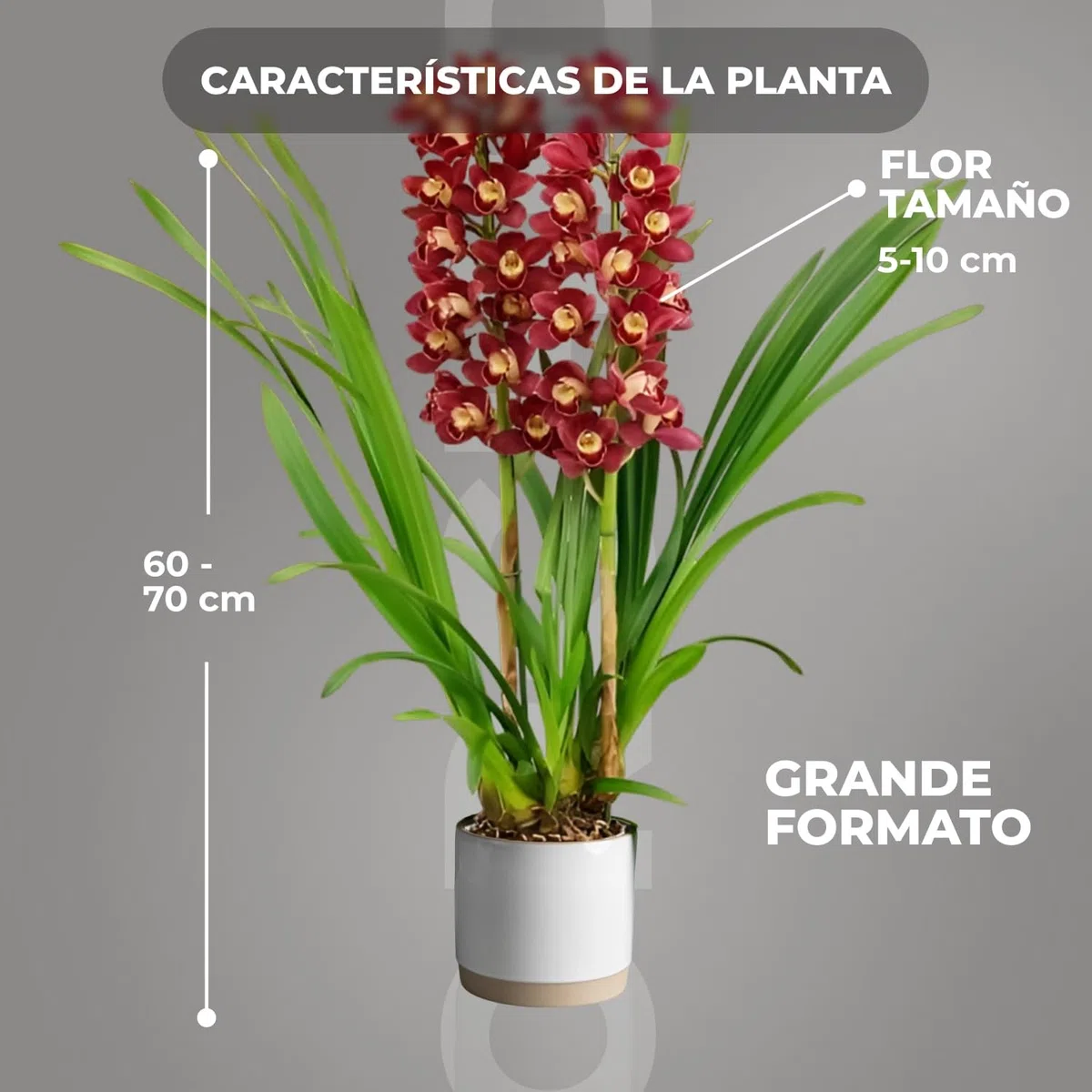 Orquídeas Cymbidium rojas, 1 planta grande de interior de Holanda, de 60-70 cm de altura, en maceta de 14 cm, con flores y fragancia
