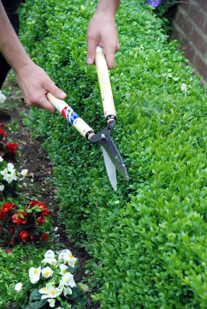 Okatsune Precision Hedge Shears, 7 5/8" blade, 22" overall length (japan import)