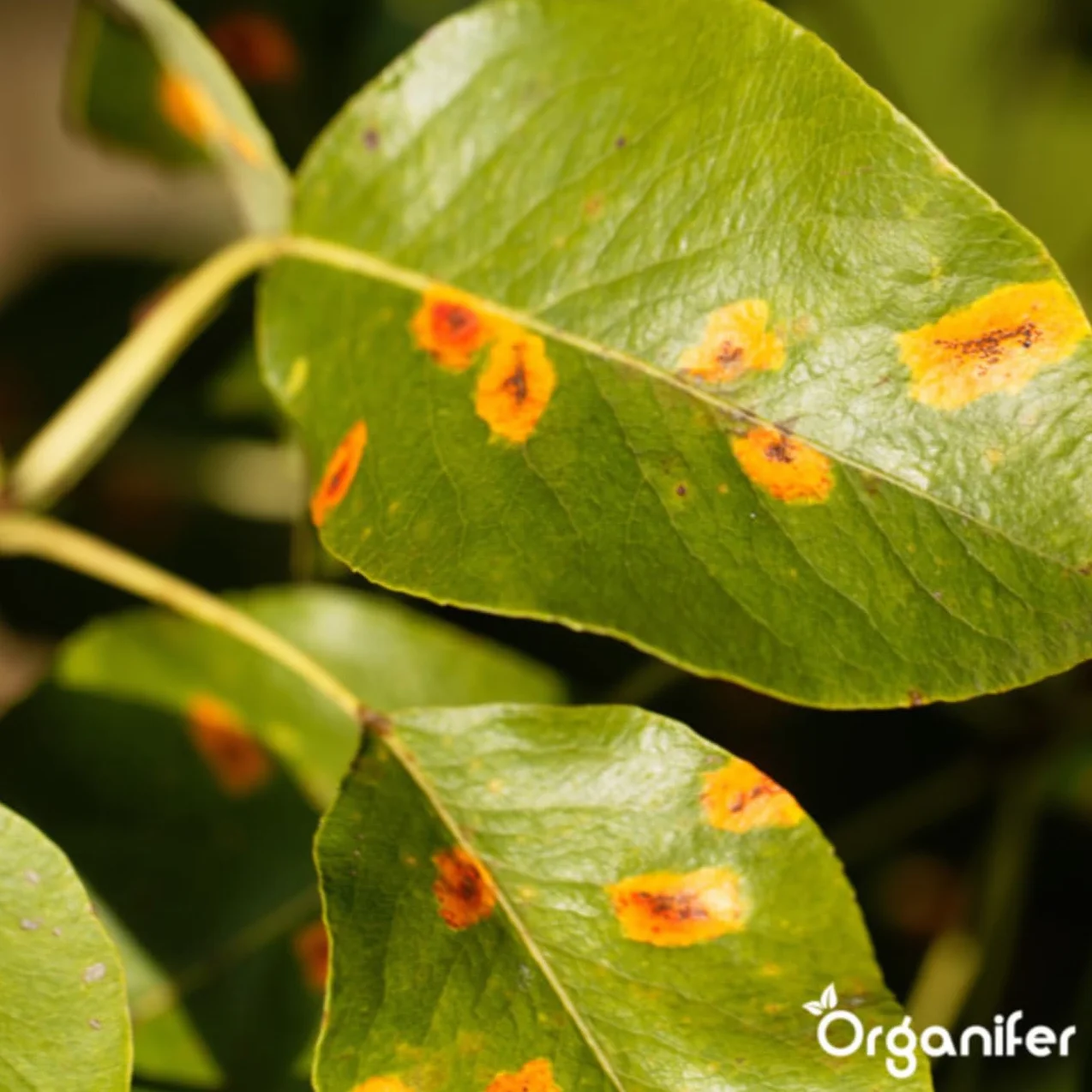 Cápsulas De Hojas - 144 Piezas - Cápsulas Fitosanitarias - Cuidado Del Jardín - Cuidado Sostenible De Las Plantas - Cápsulas No Tóxicas - Plantas En Maceta - Plantas De Balcón - Organifer
