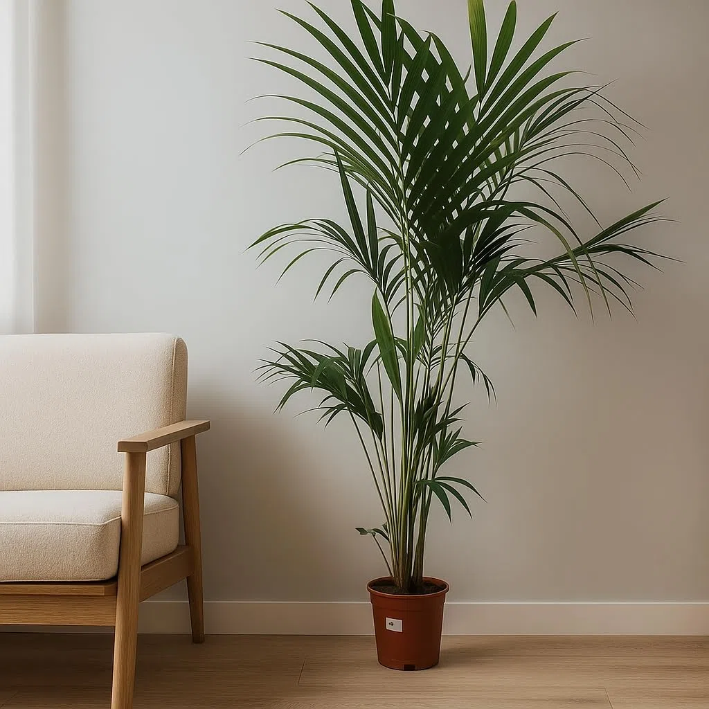 Garden Center Shop | Palmera Natural | Kentia Forsteriana 160-170 cm | Planta de Interior Elegante | Bajo Mantenimiento y sostenible | Maceta 21cm